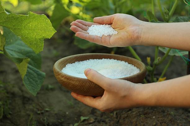 Sodium Metabisulfite in Vegetable Processing